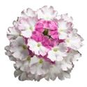 Afbeelding van Verbena P12 Bic. Bebob pink